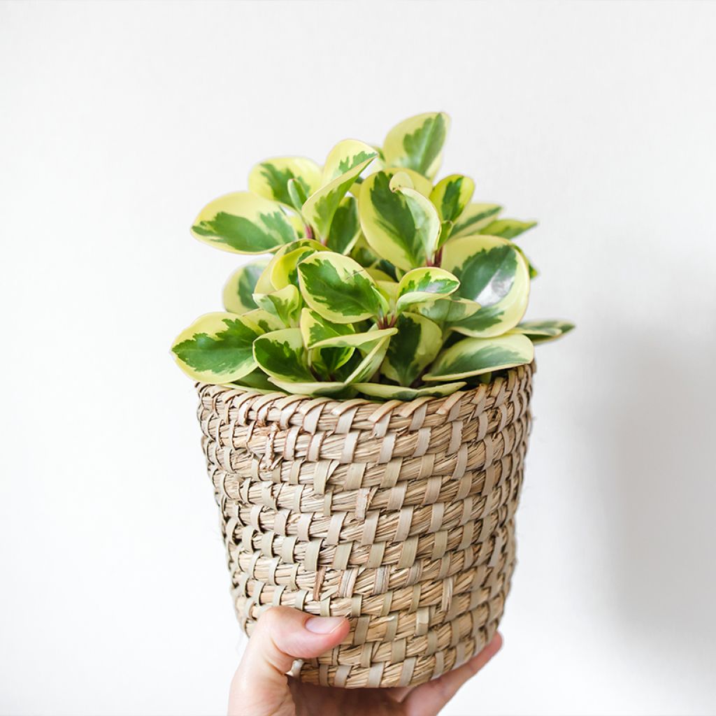 Peperomia obtusifolia USA