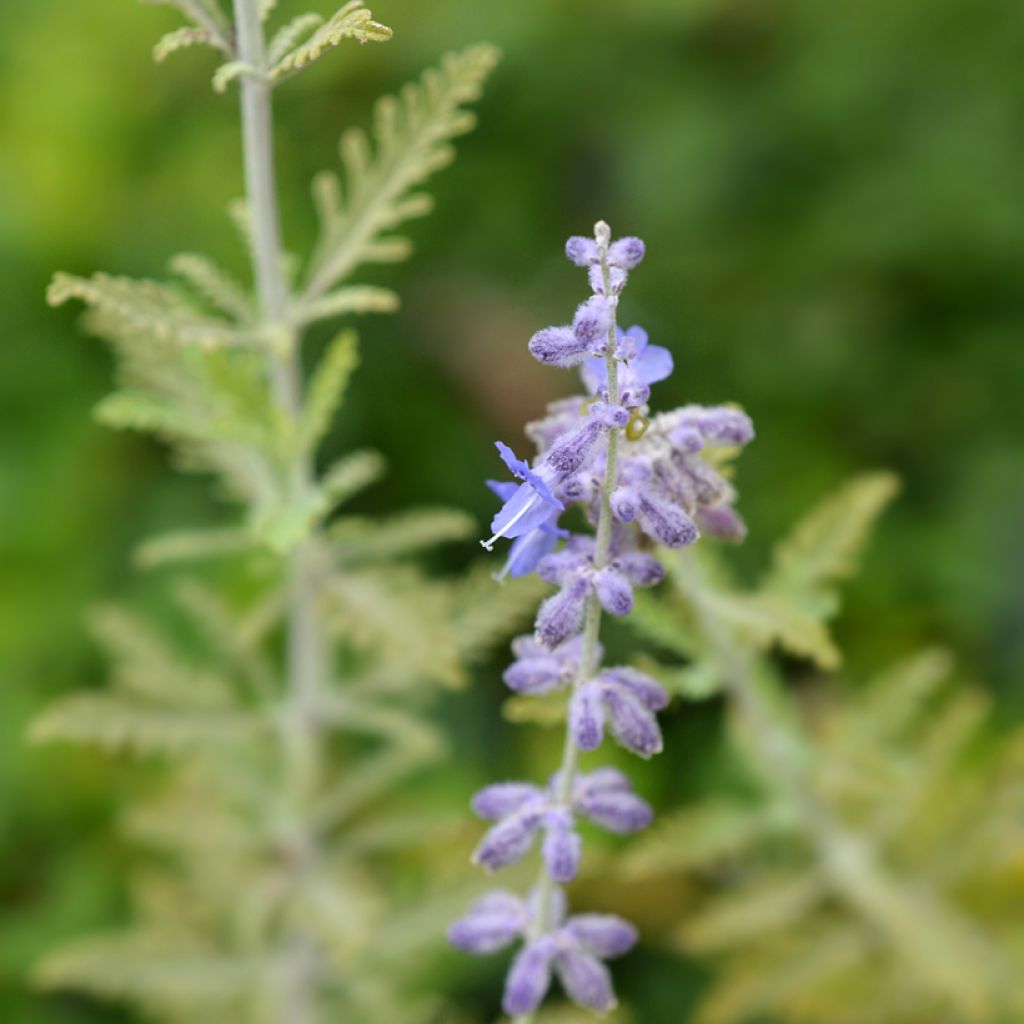 Perovskia atriplicifolia Blue Spire - Sauge de Sibérie