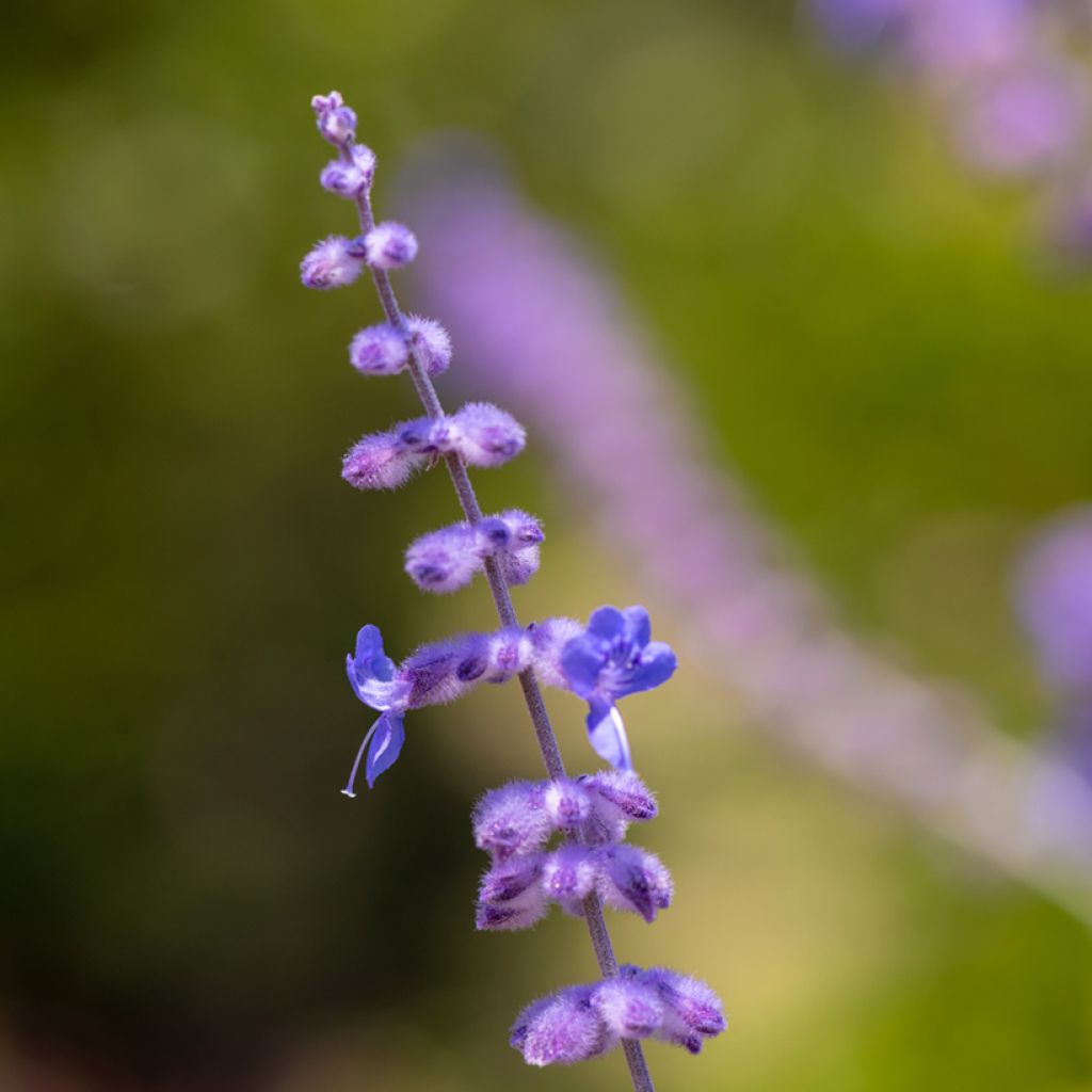 Perovskia atriplicifolia Blue Spire - Sauge de Sibérie