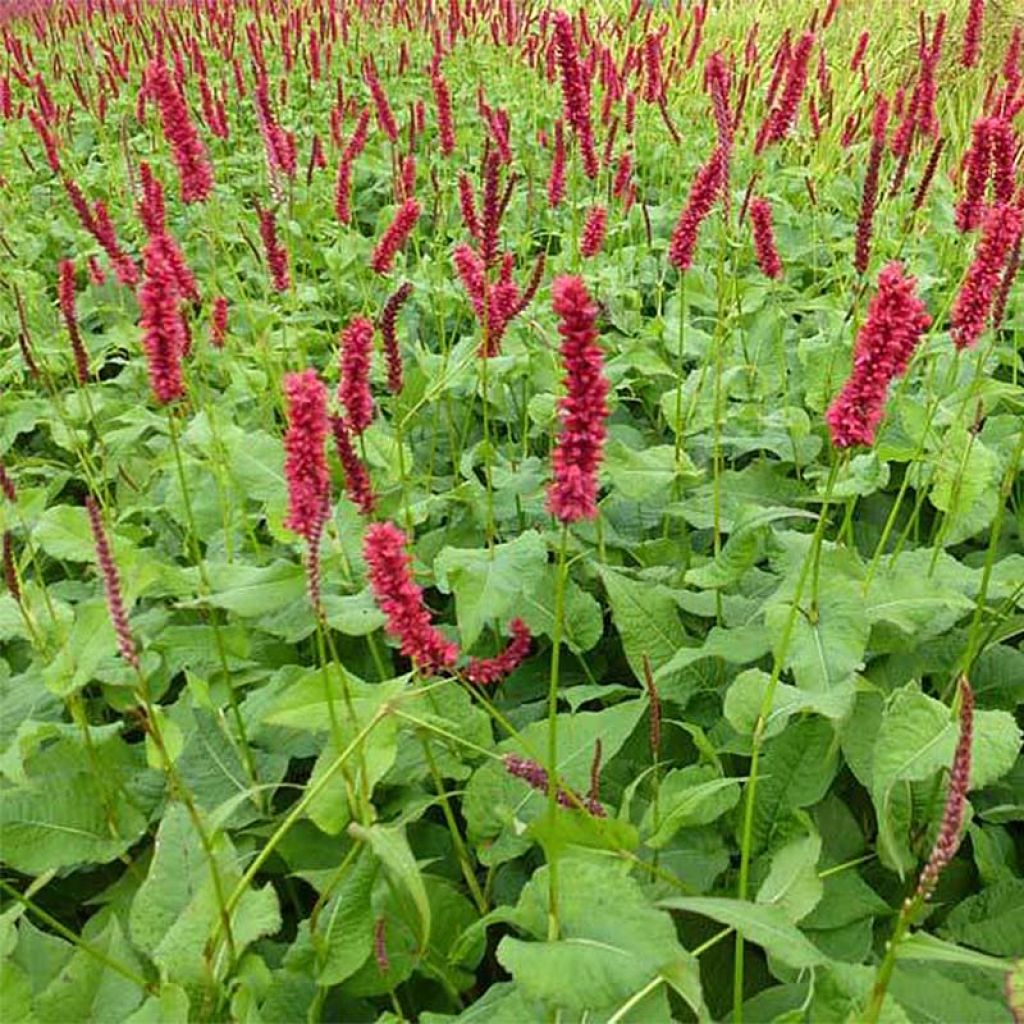 Renouée - Persicaria amplexicaulis Fat Domino
