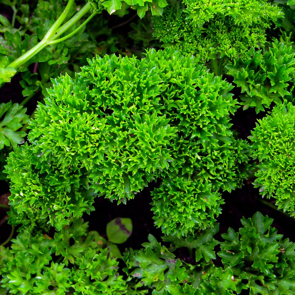 Persil frisé vert foncé