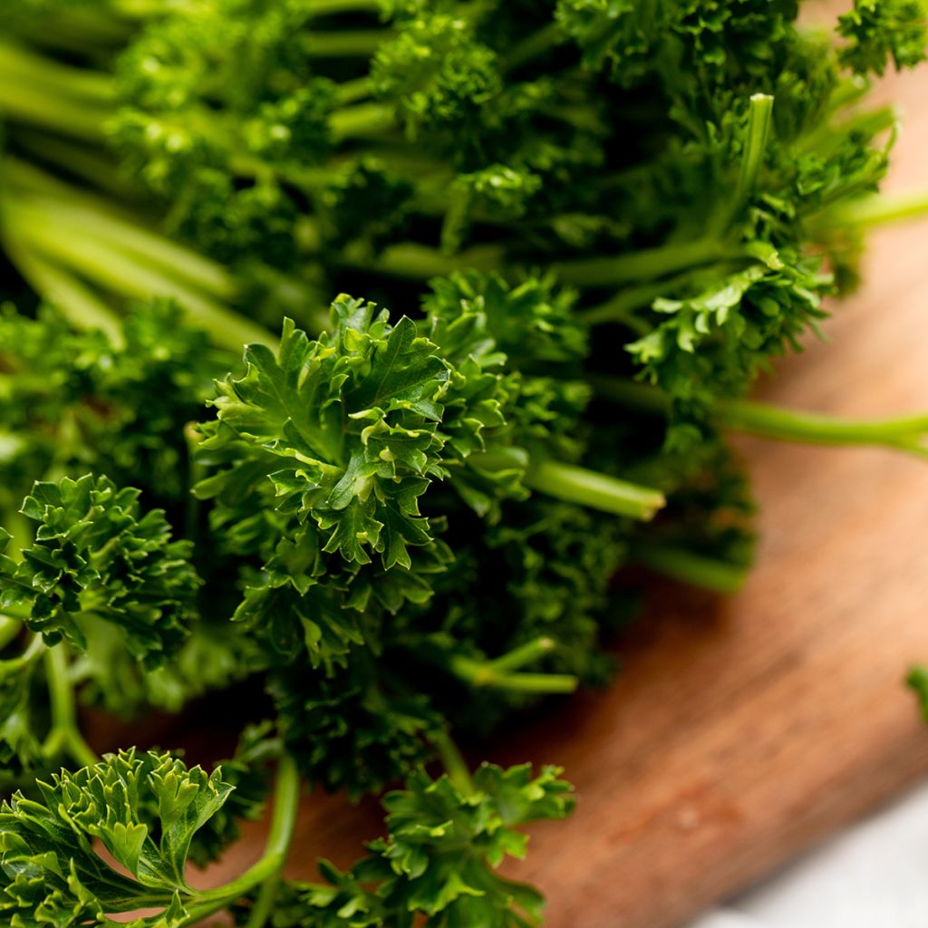 Persil frisé vert foncé