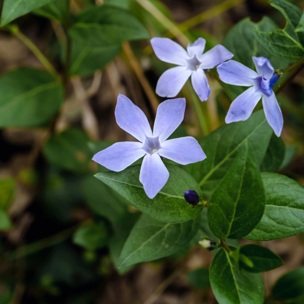 Pervenche difforme ou intermédiaire - Vinca difformis