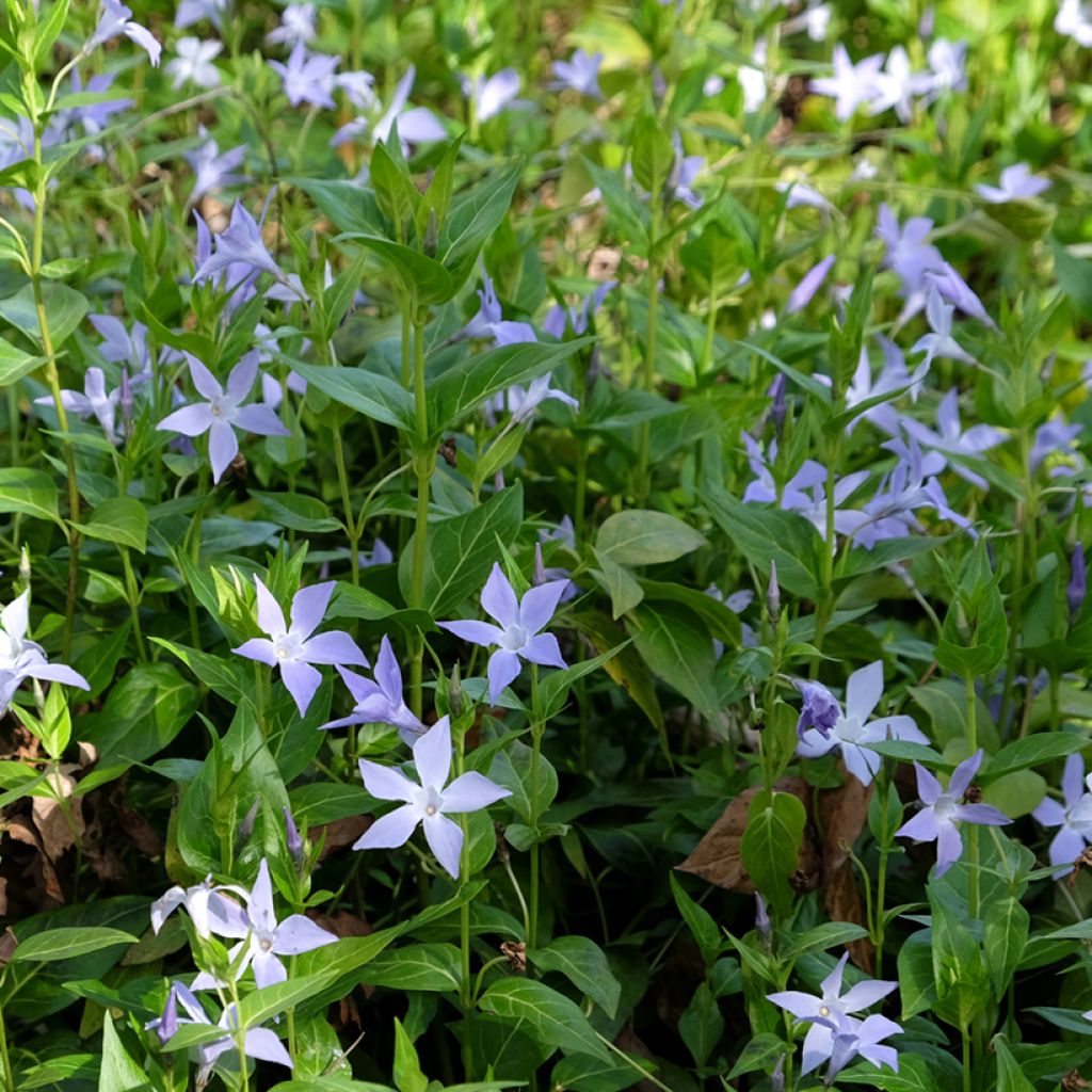 Pervenche difforme ou intermédiaire - Vinca difformis