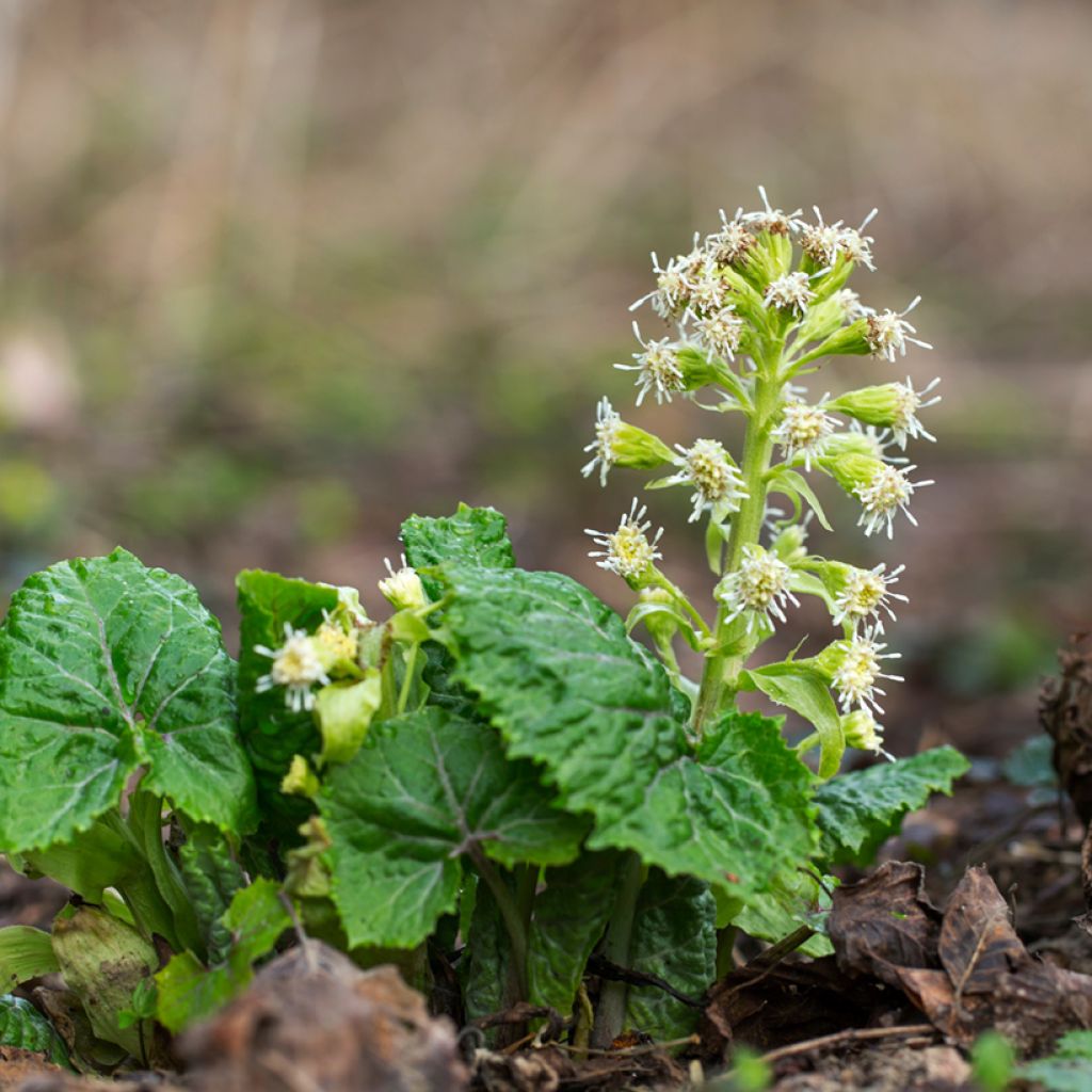 Petasites albus - Pétasite blanc