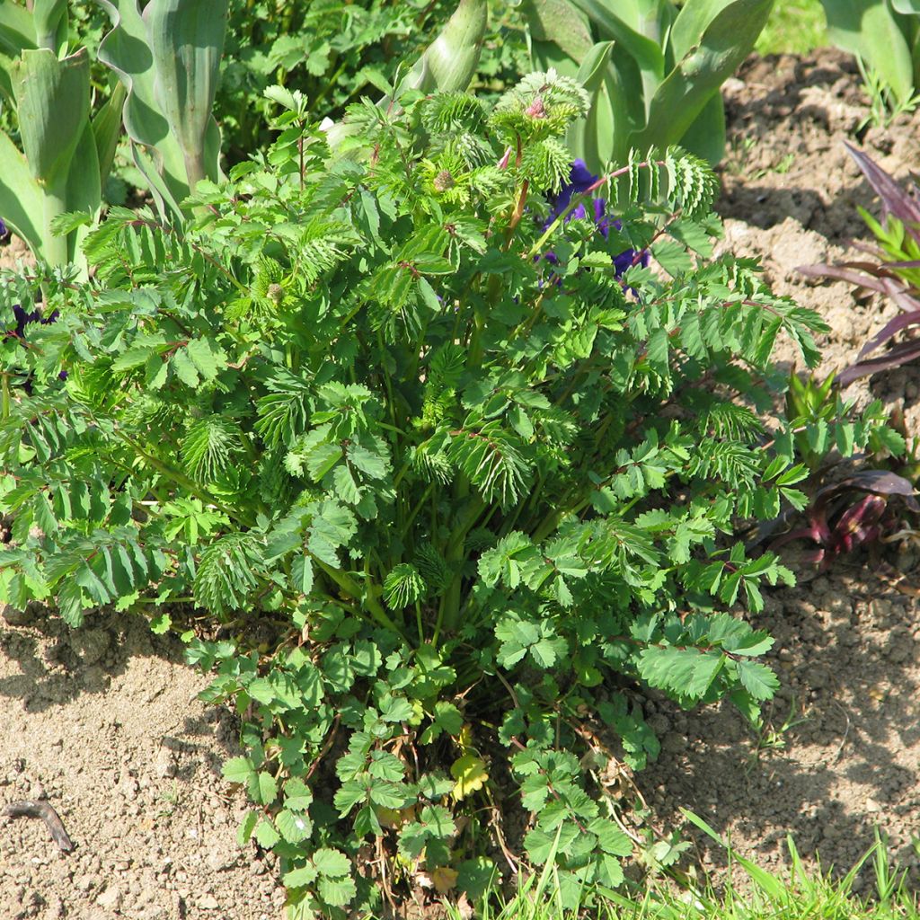 Petite Pimprenelle BIO - Sanguisorba minor