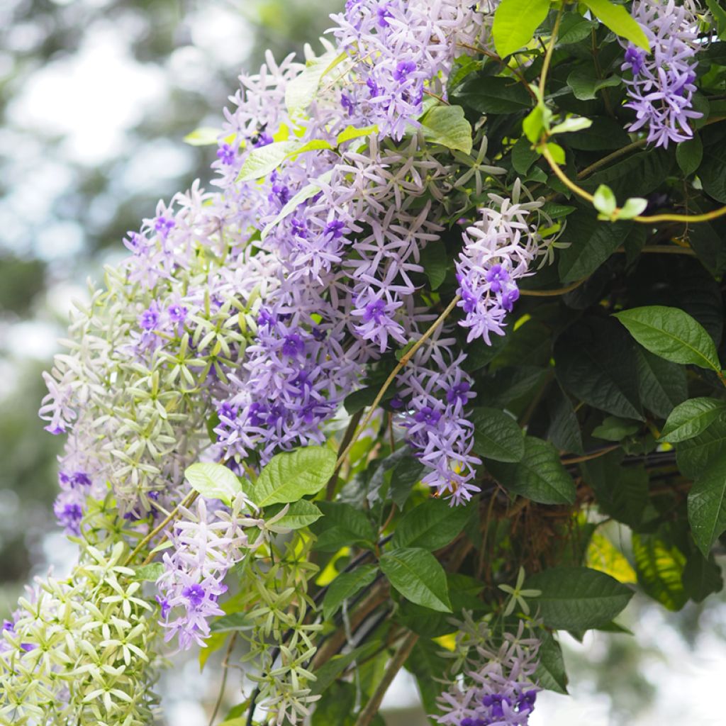 Petrea volubilis - Liane de Saint Jean