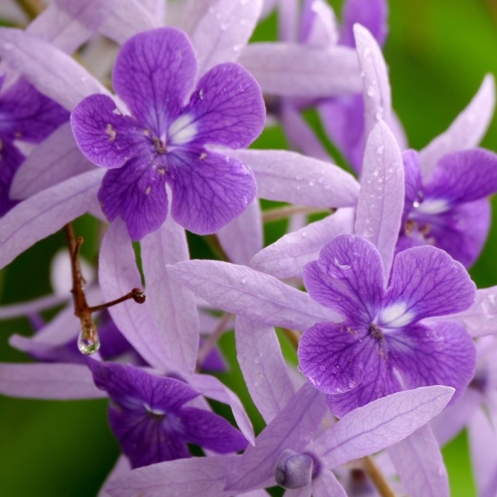 Petrea volubilis - Liane de Saint Jean