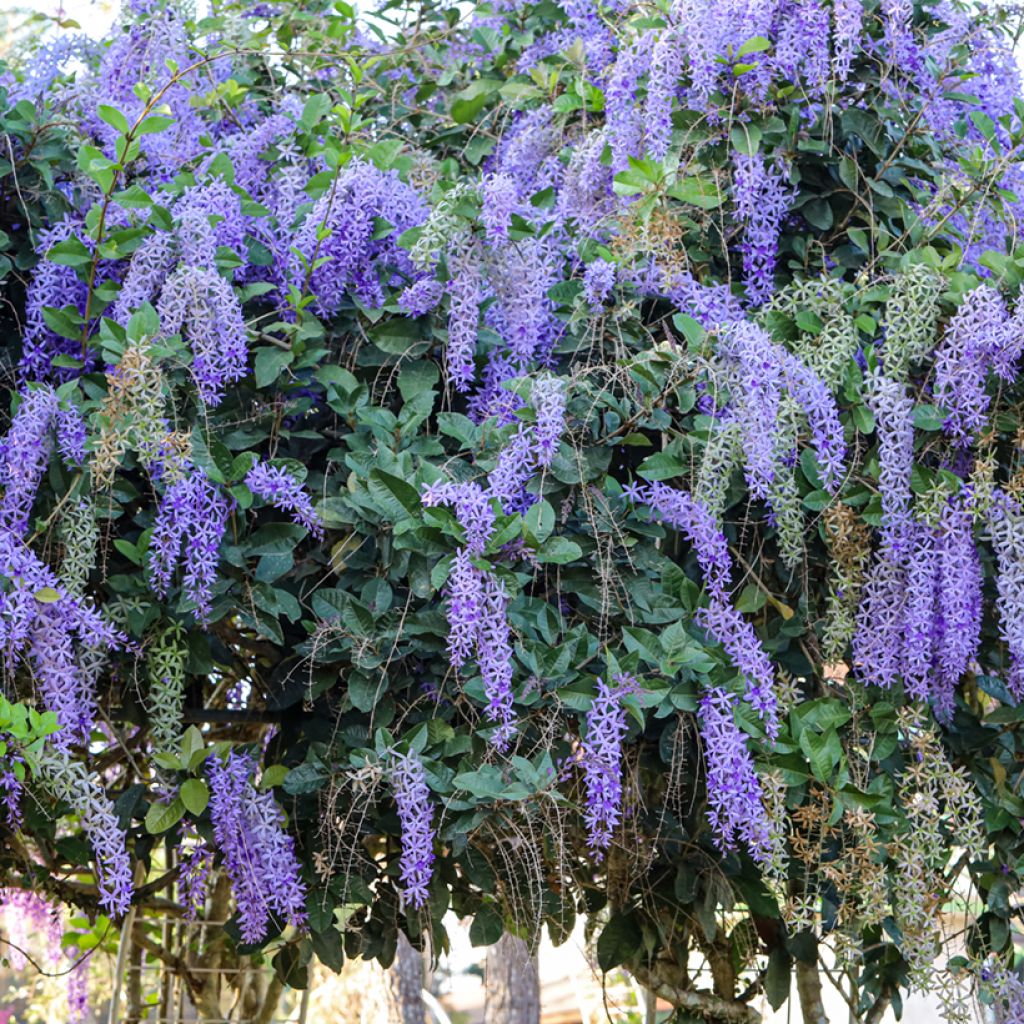 Petrea volubilis - Liane de Saint Jean