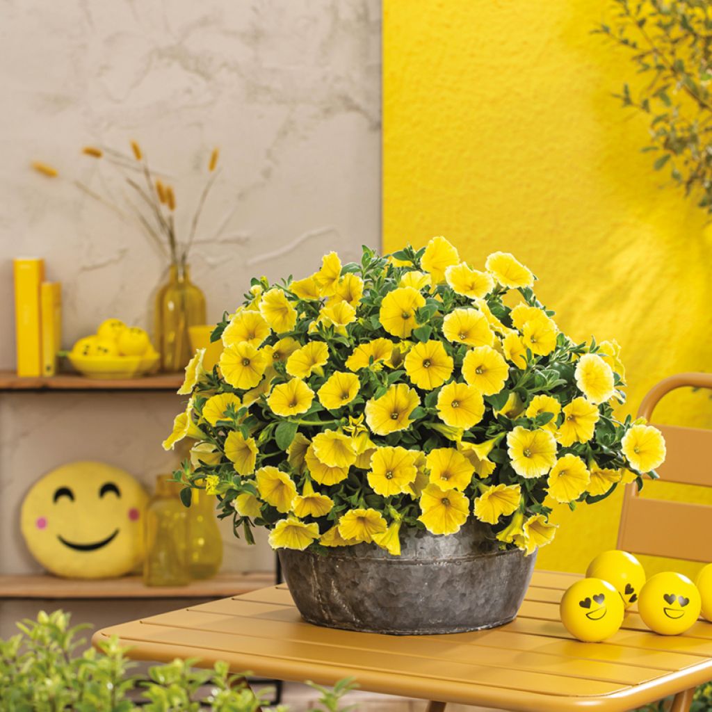 Pétunia Bee's Knees