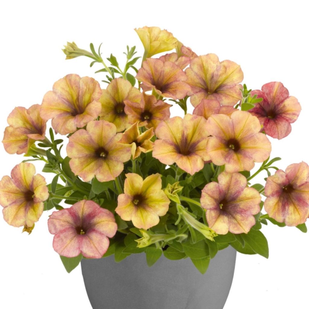 Pétunia Sunpleasure Porch Orange Coral