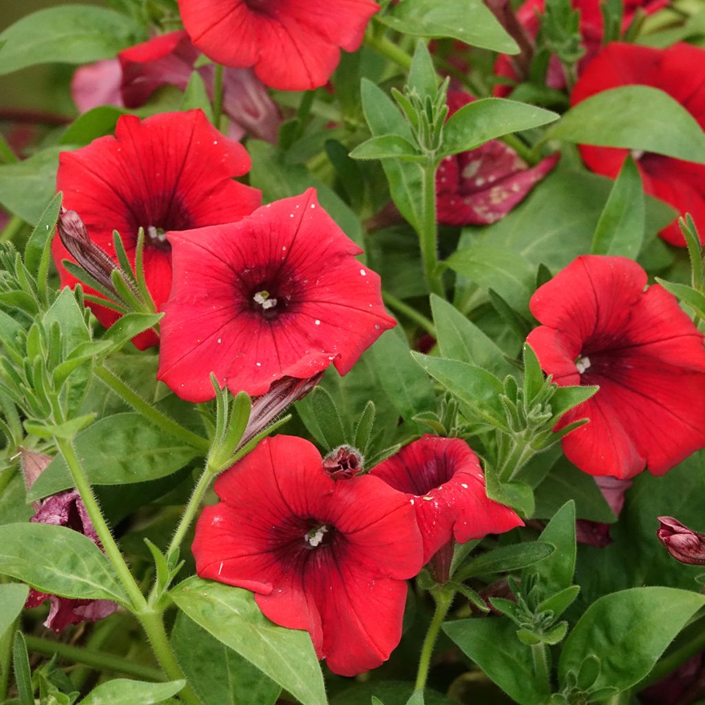 Pétunia Surfinia Deep Red rouge foncé