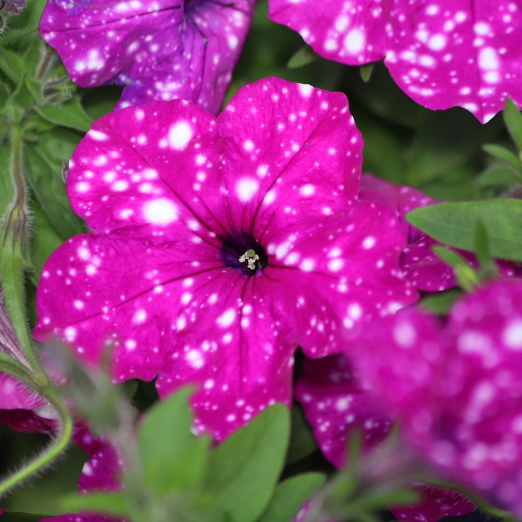Petunia Splash Dance Fuchsia Flamenco