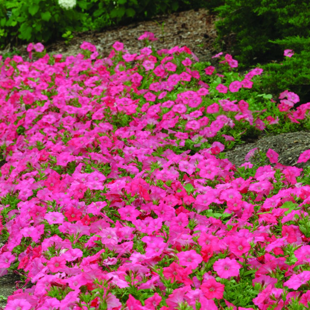 Graines de Pétunia Pétunia Easy Wave F1 Coral Reef 