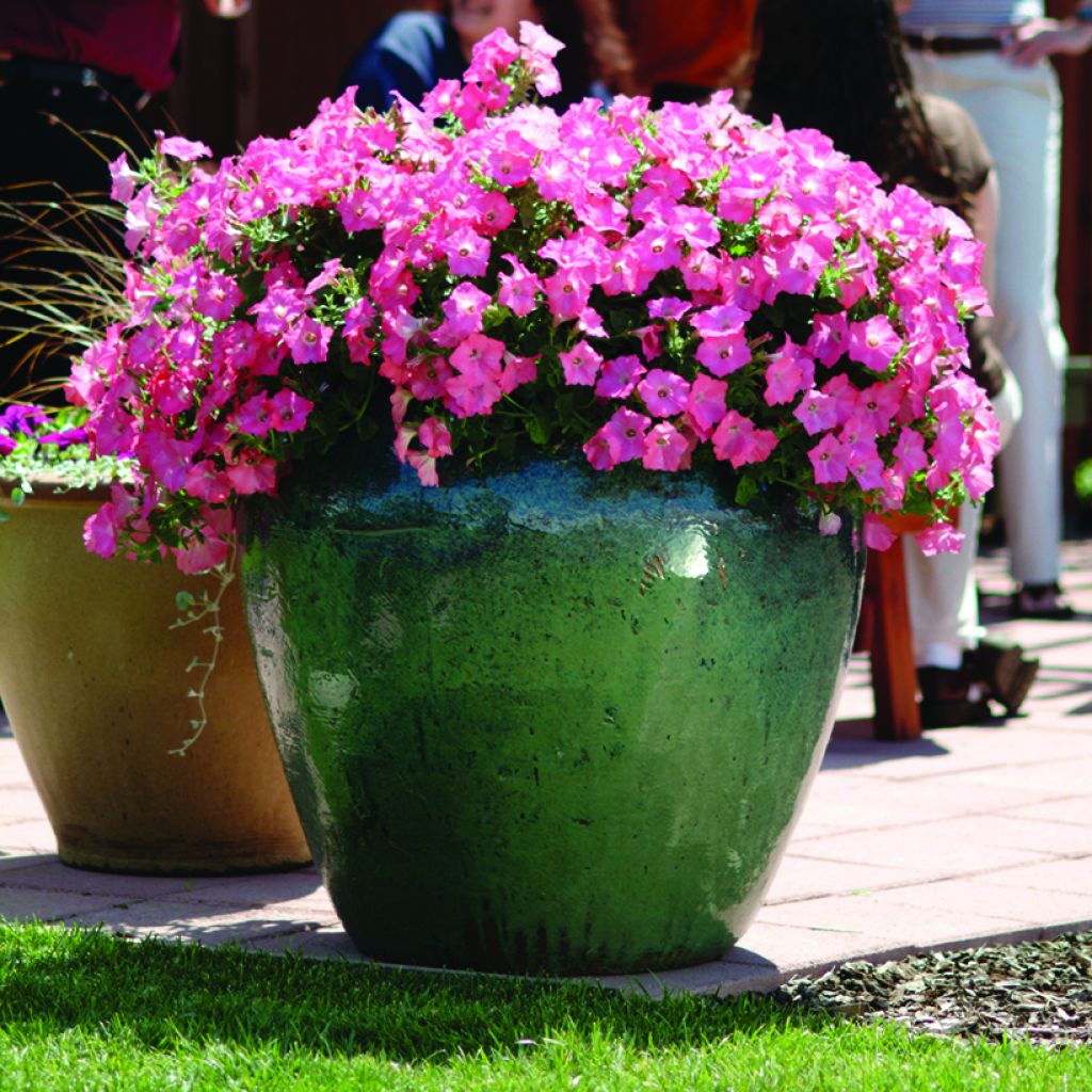 Graines de Pétunia Pétunia Easy Wave F1 Coral Reef 