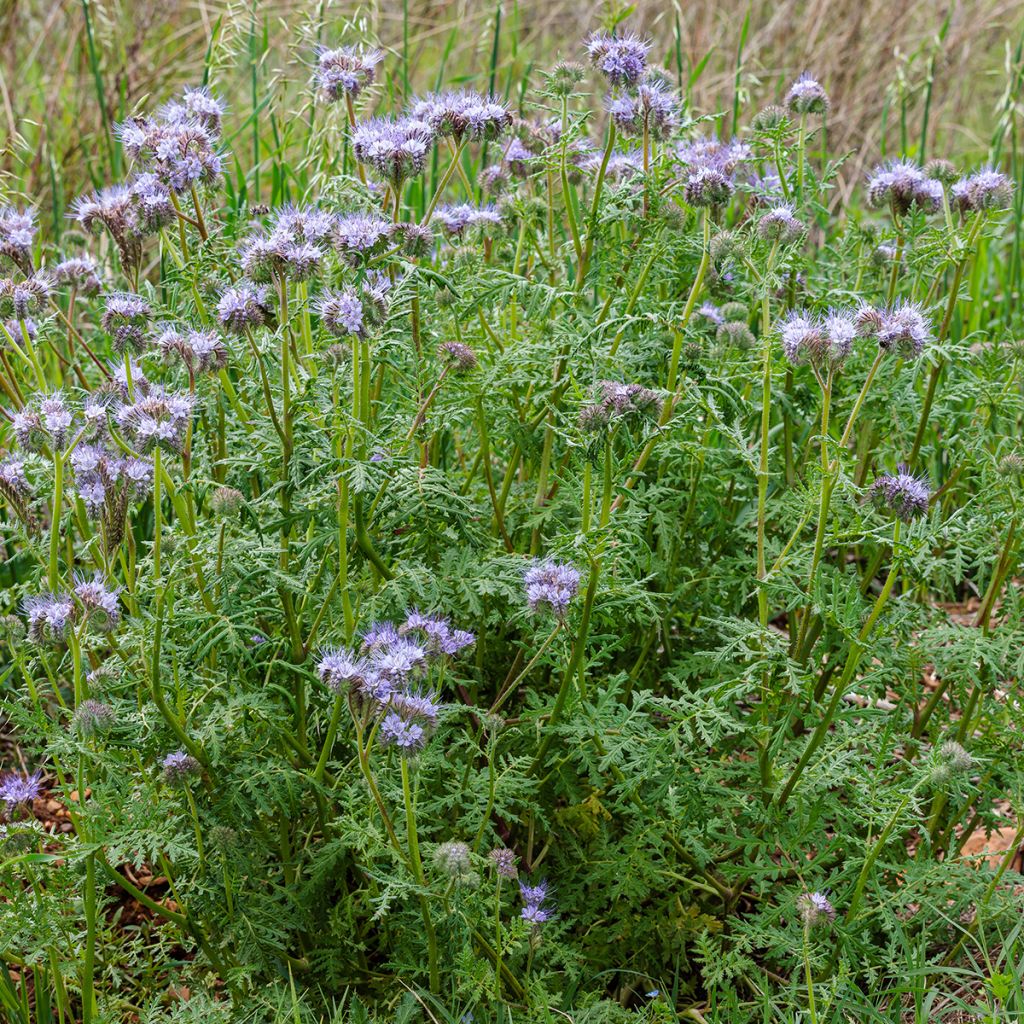 Phacélie tanacetifolia Bleue BIO - Engrais vert