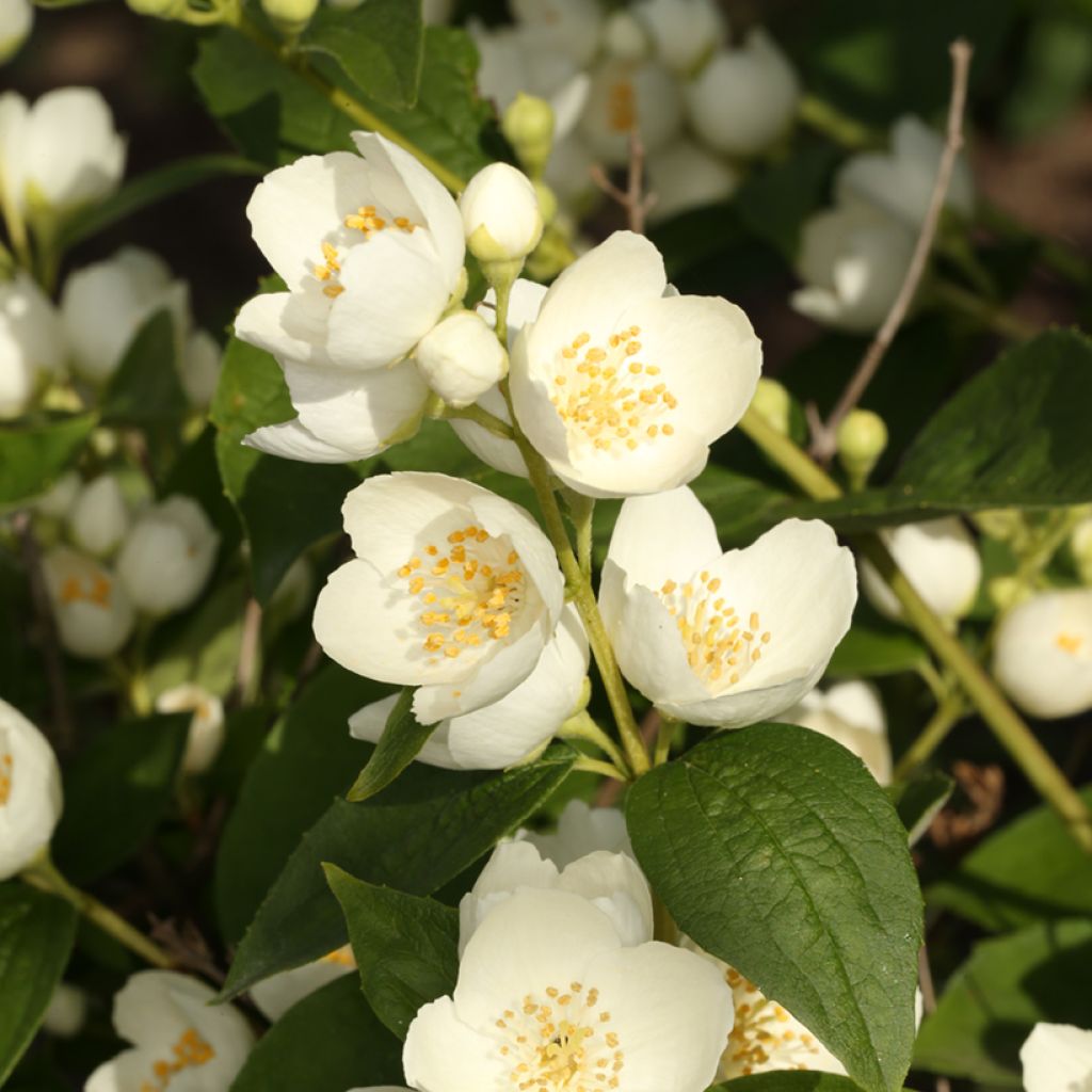 Seringat des jardins - Philadelphus coronarius Godzisz