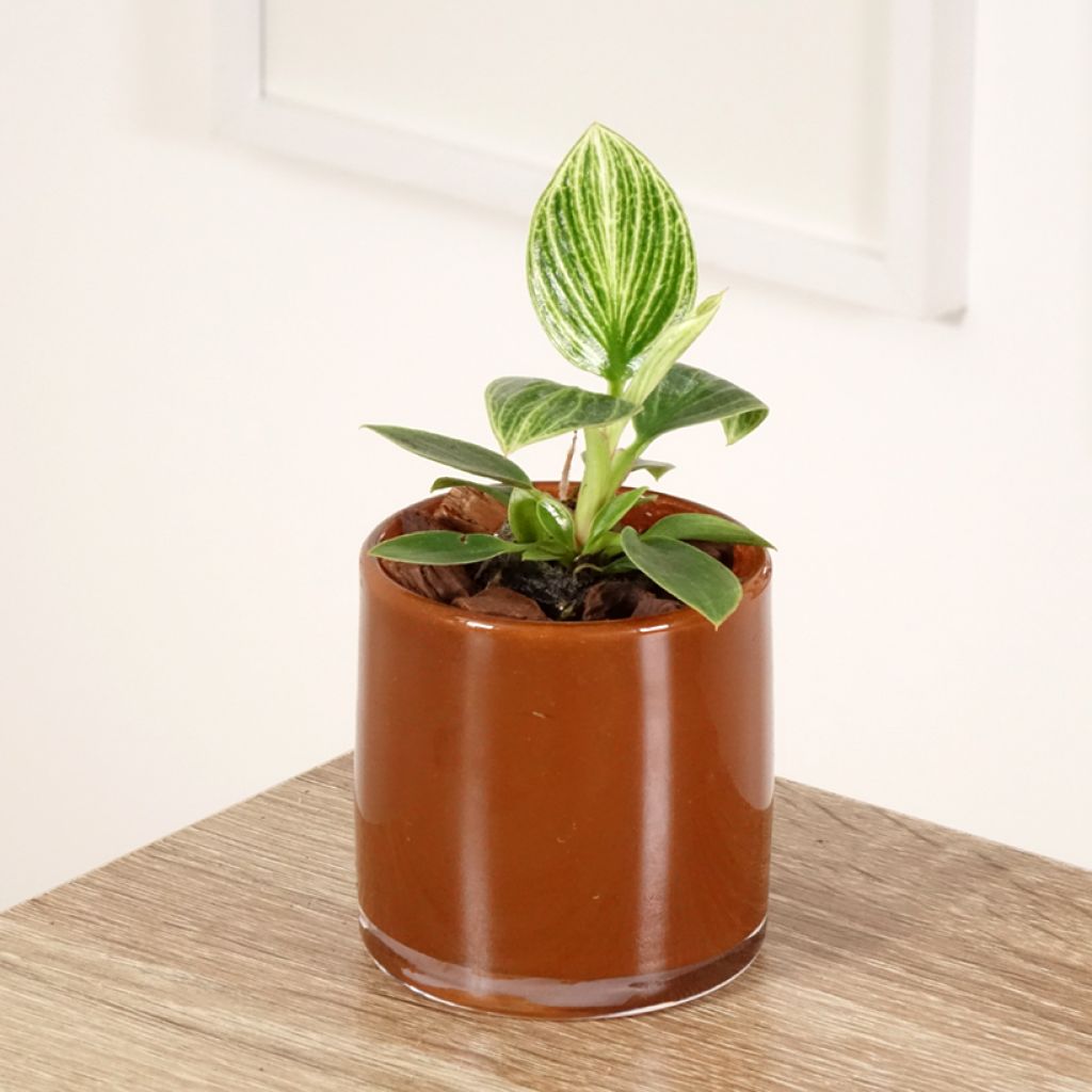 Philodendron Birkin Ribbon SYNONYME