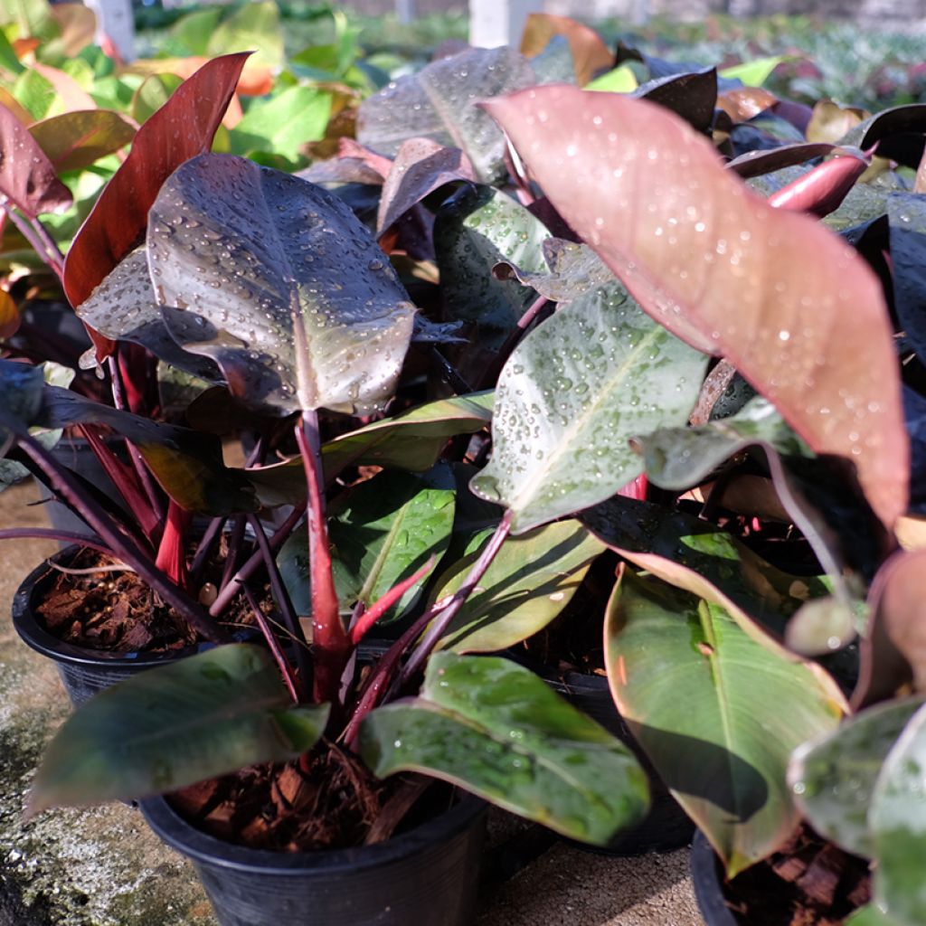Philodendron Black Cardinal