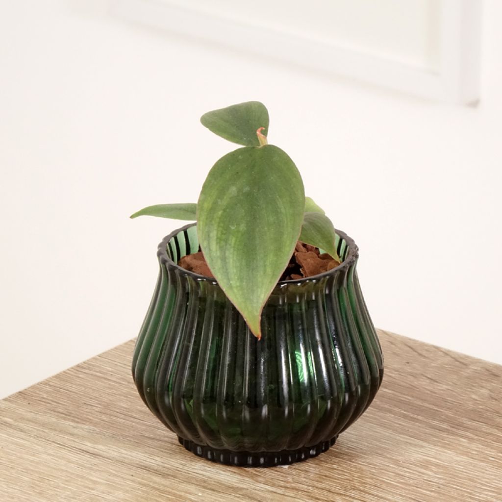 Philodendron sp. Colombia