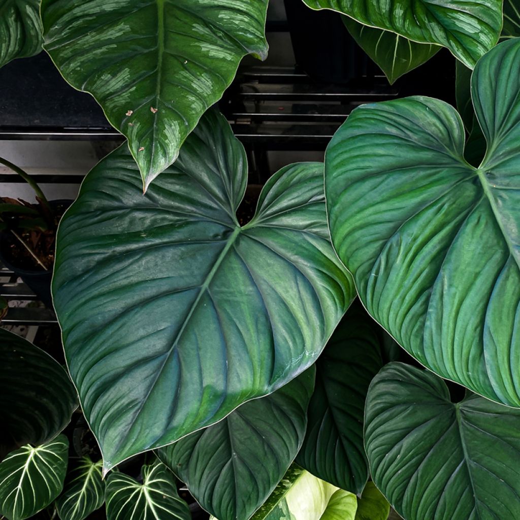 Philodendron sp. Colombia