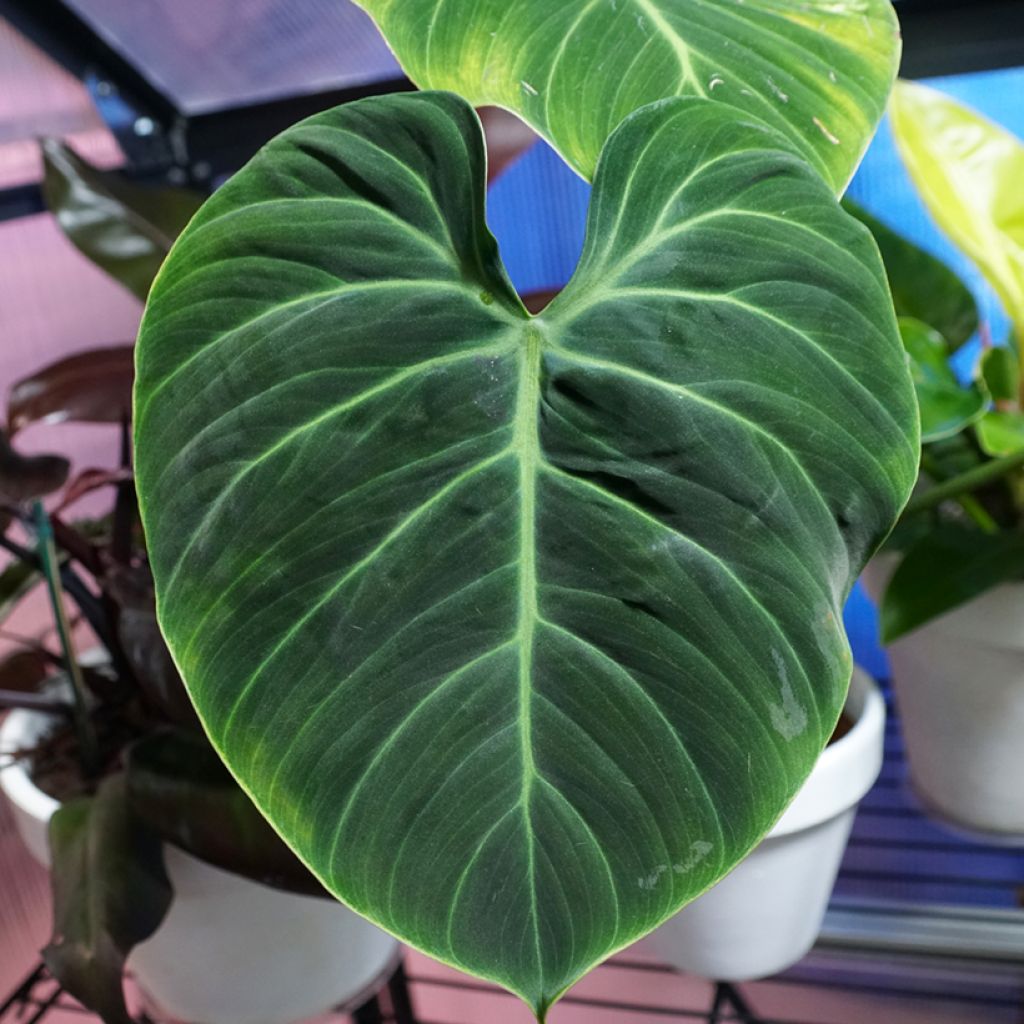Philodendron El Choco Red