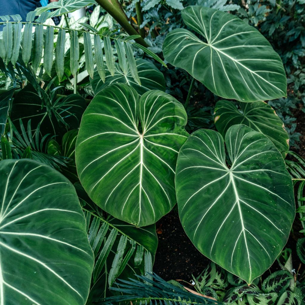 Philodendron gloriosum