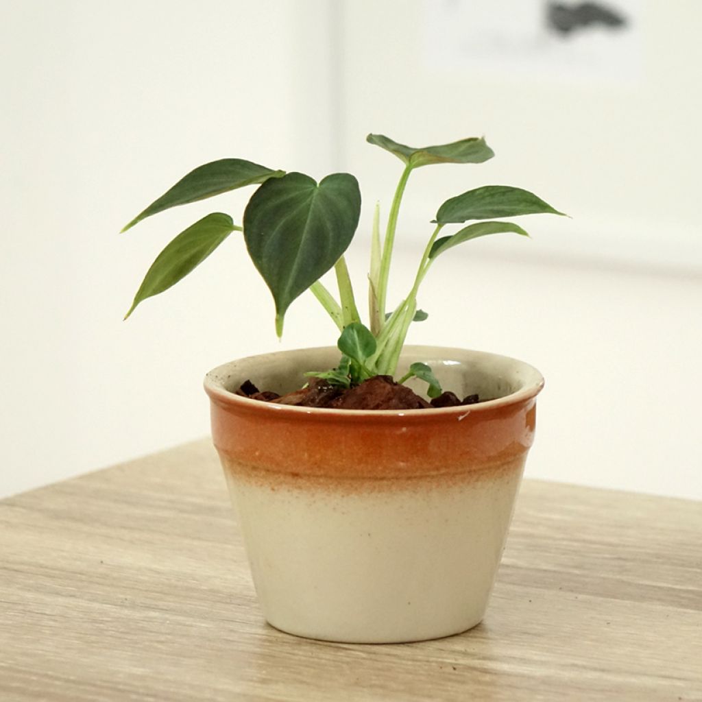 Philodendron Incensi