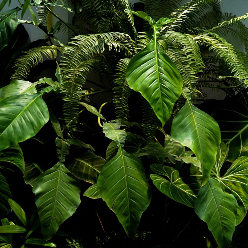 Philodendron x joepii