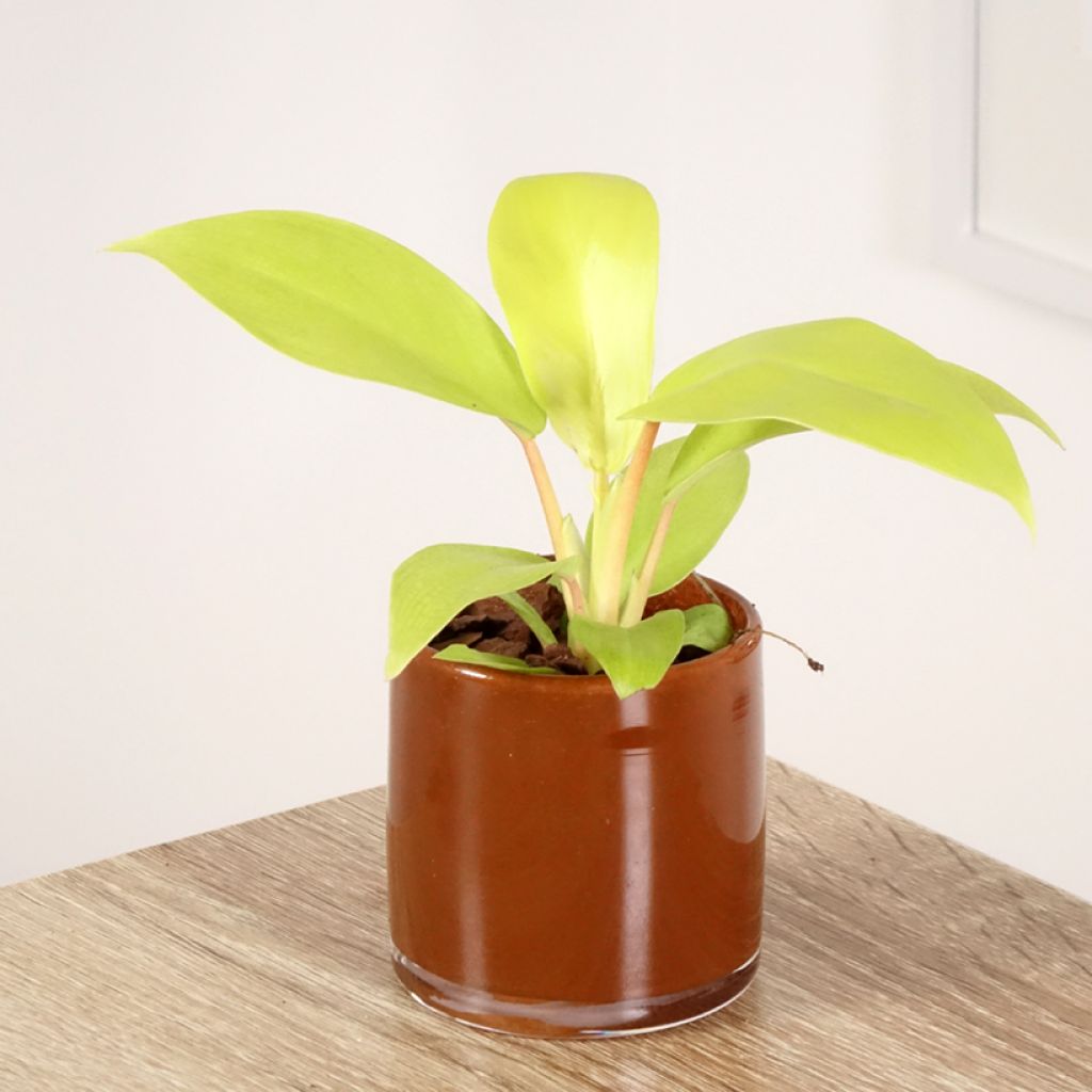 Philodendron Malay Gold