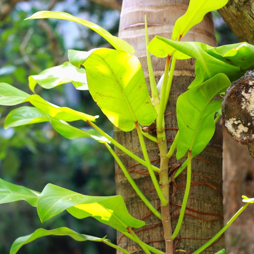 Philodendron Malay Gold