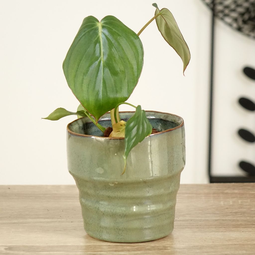 Philodendron McDowell