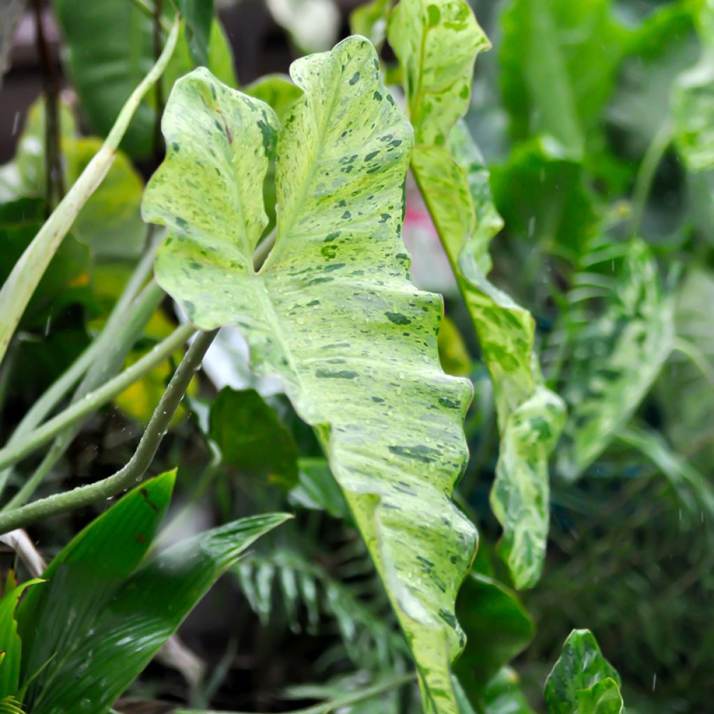 Philodendron Paraiso Verde