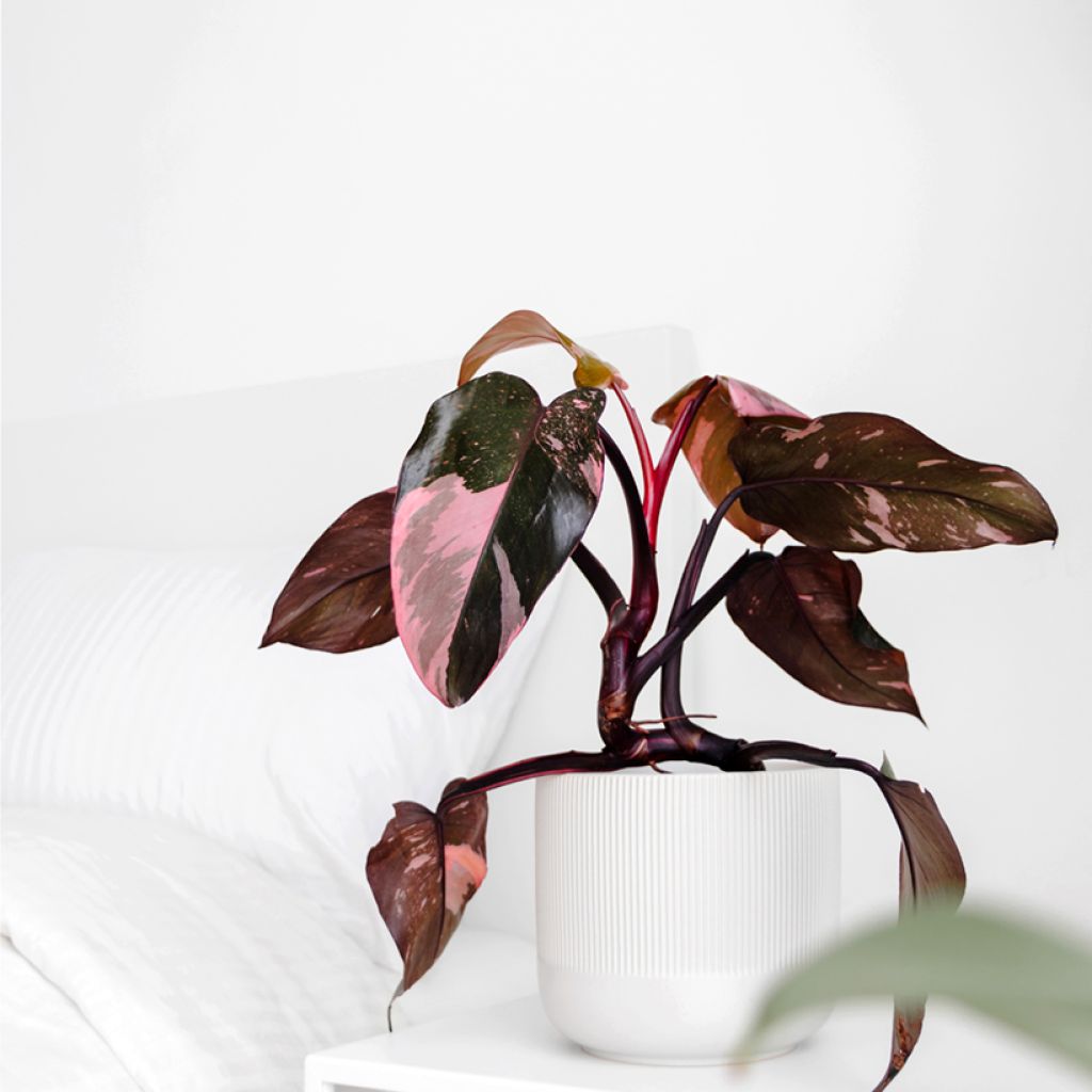 Philodendron Pink Princess