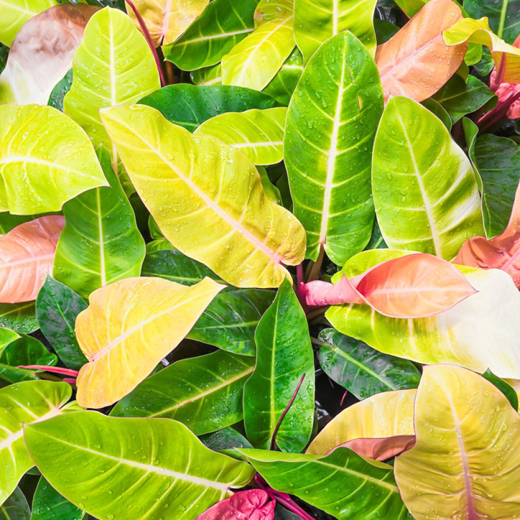 Philodendron Sunlight