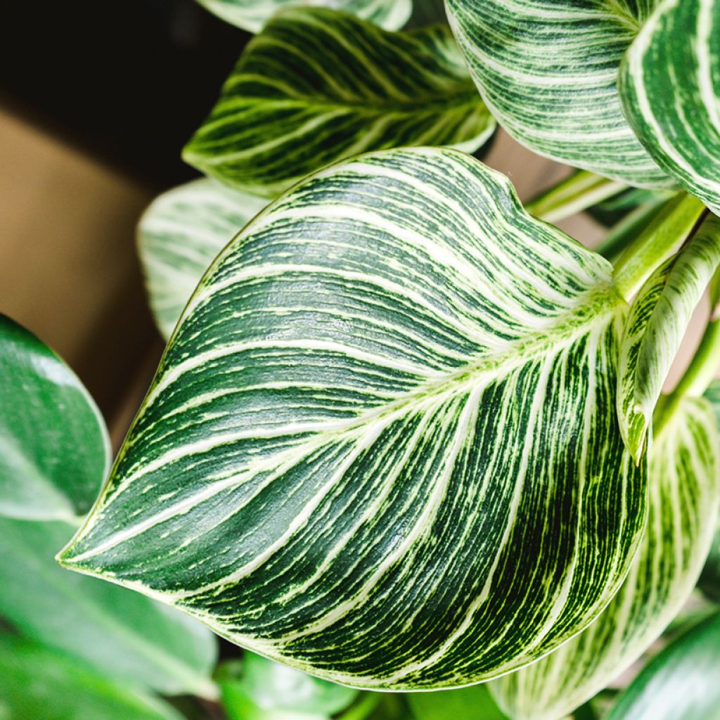 Philodendron White Measure