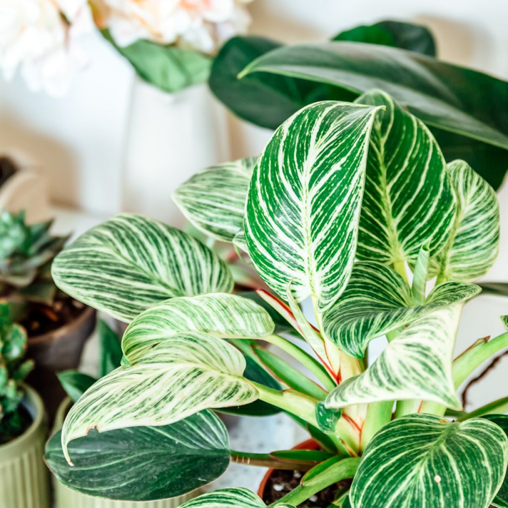 Philodendron White Measure