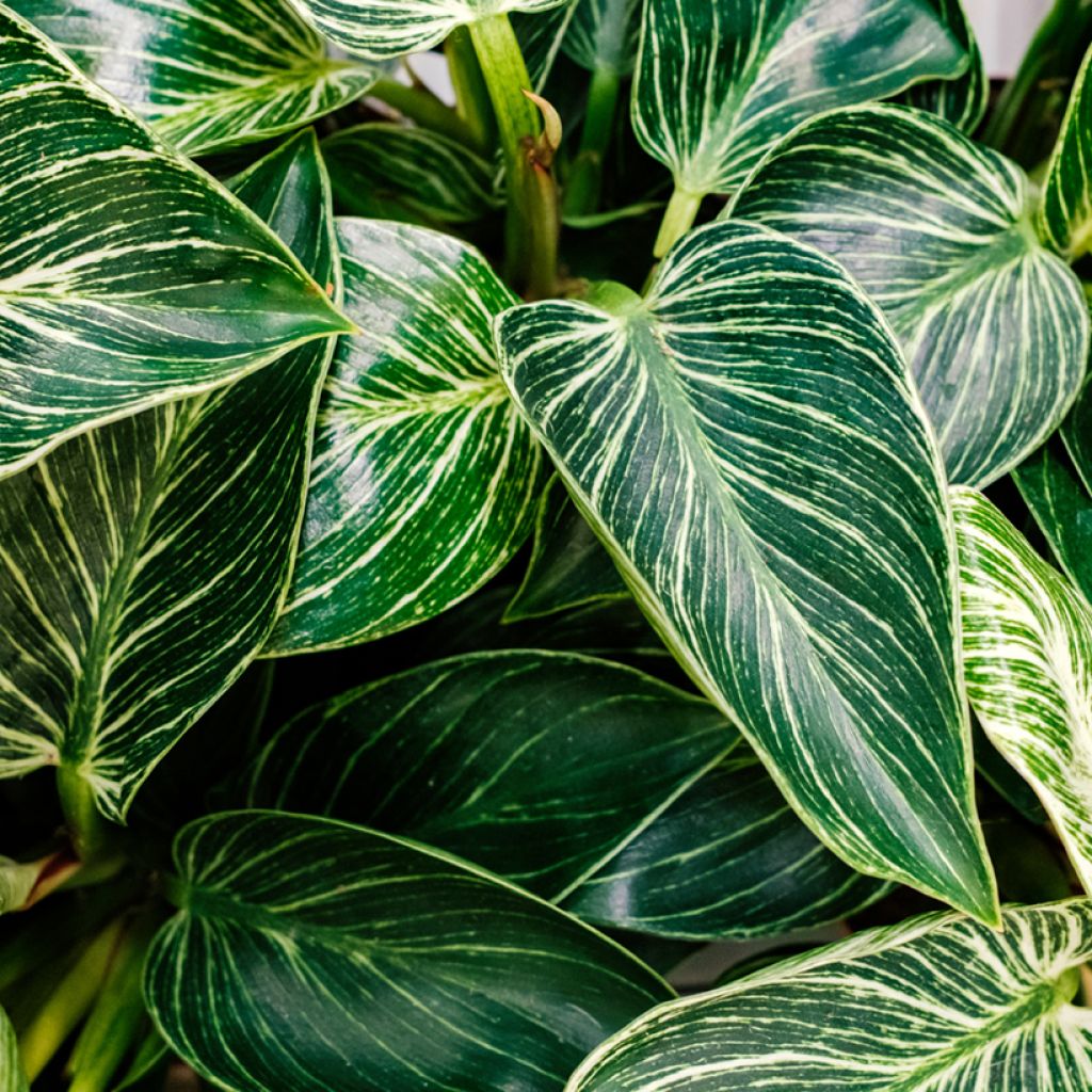 Philodendron White Measure