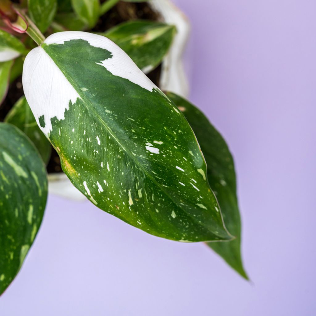 Philodendron White Princess