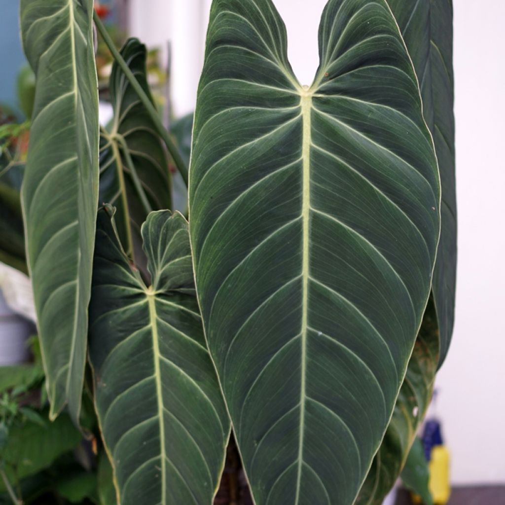 Philodendron melanochrysum