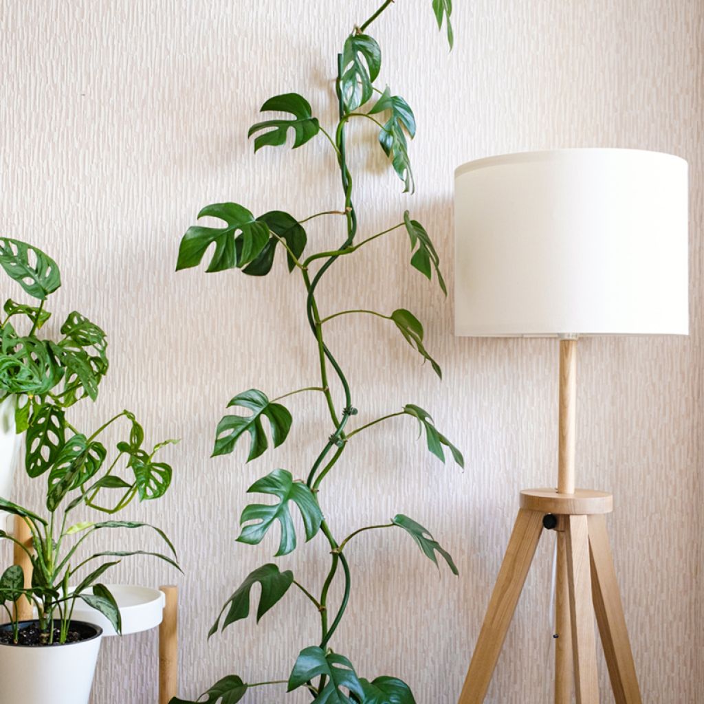 Rhaphidophora tetrasperma - mini-Monstera