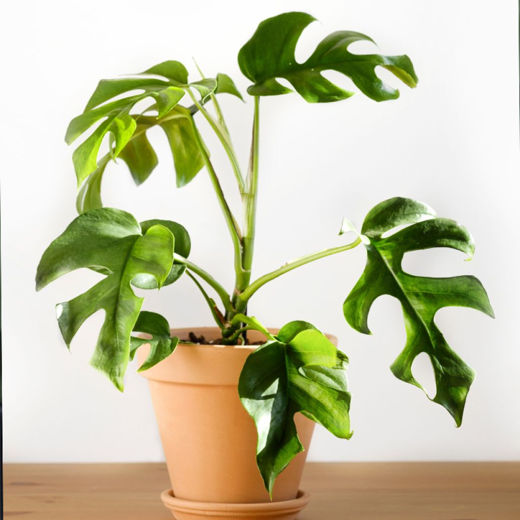 Rhaphidophora tetrasperma - mini-Monstera