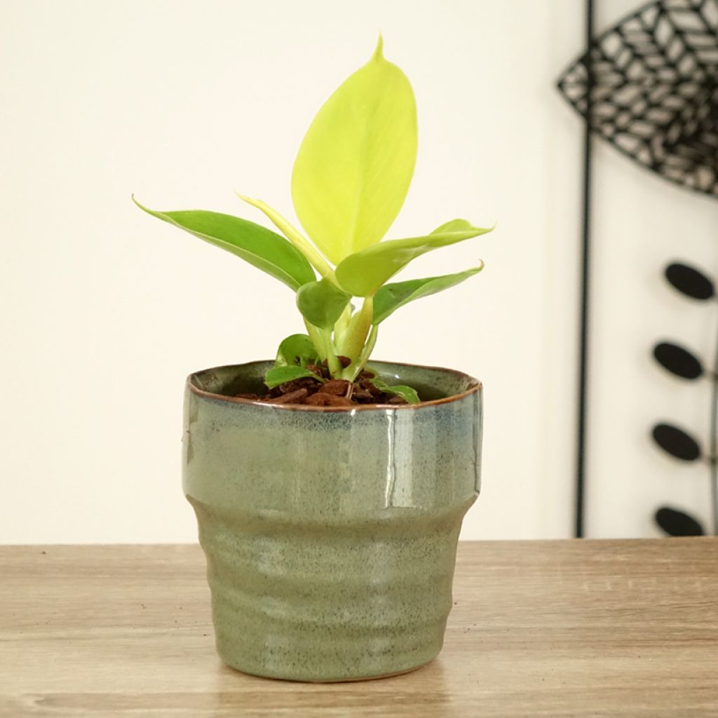 Philodendron Moonlight