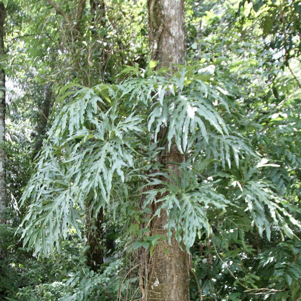 Philodendron radiatum