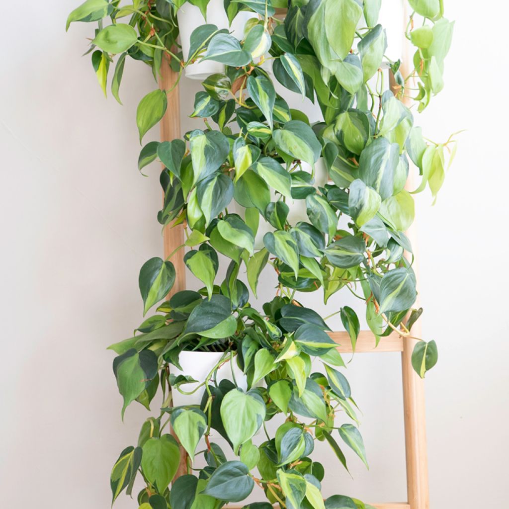 Philodendron Brasil