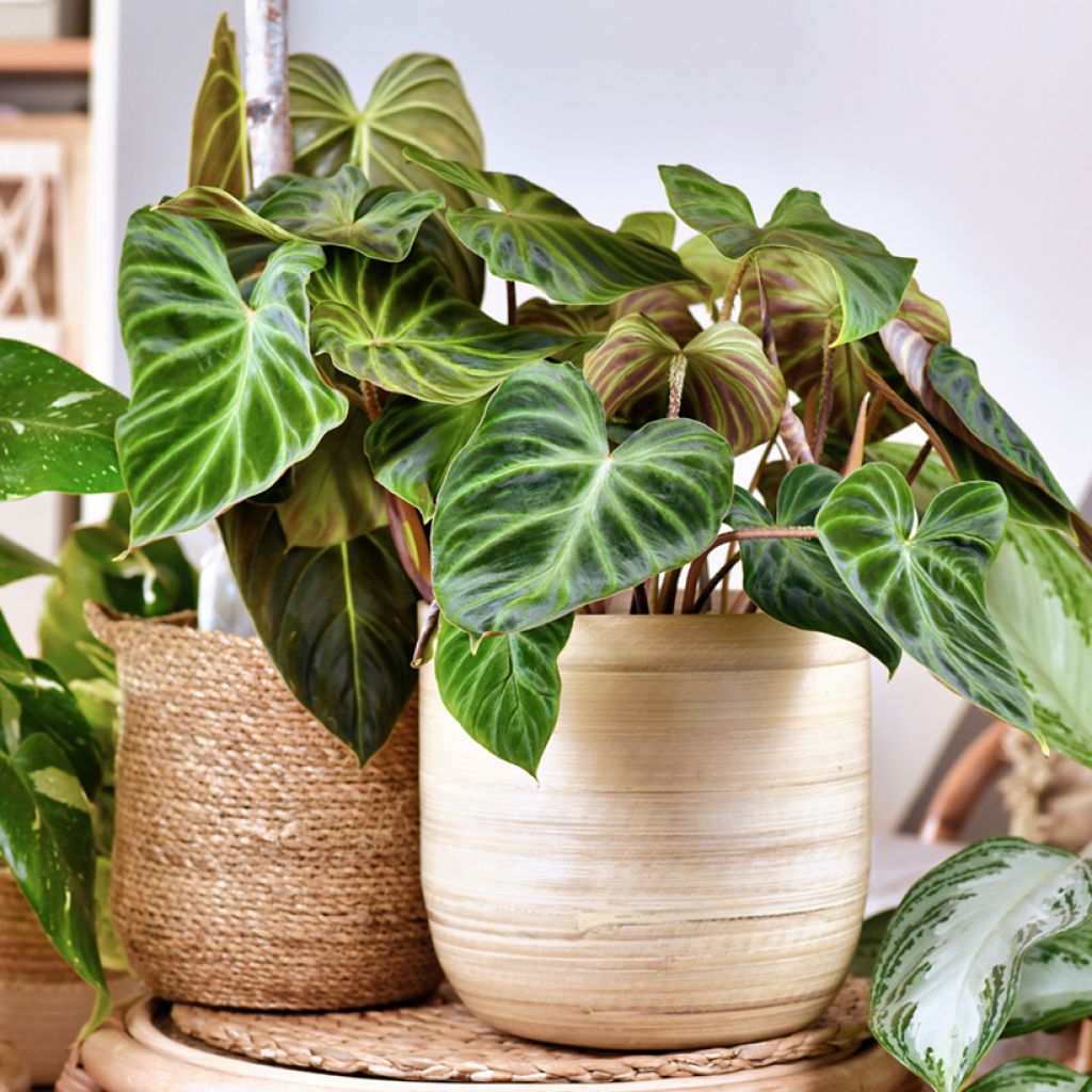 Philodendron verrucosum