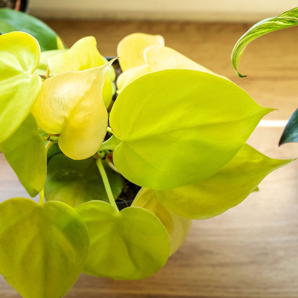Philodendron Neon