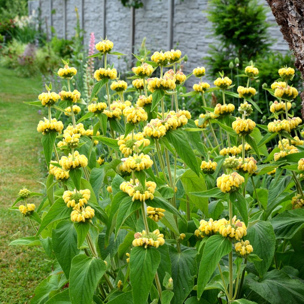Phlomis de Russell - Phlomis russeliana