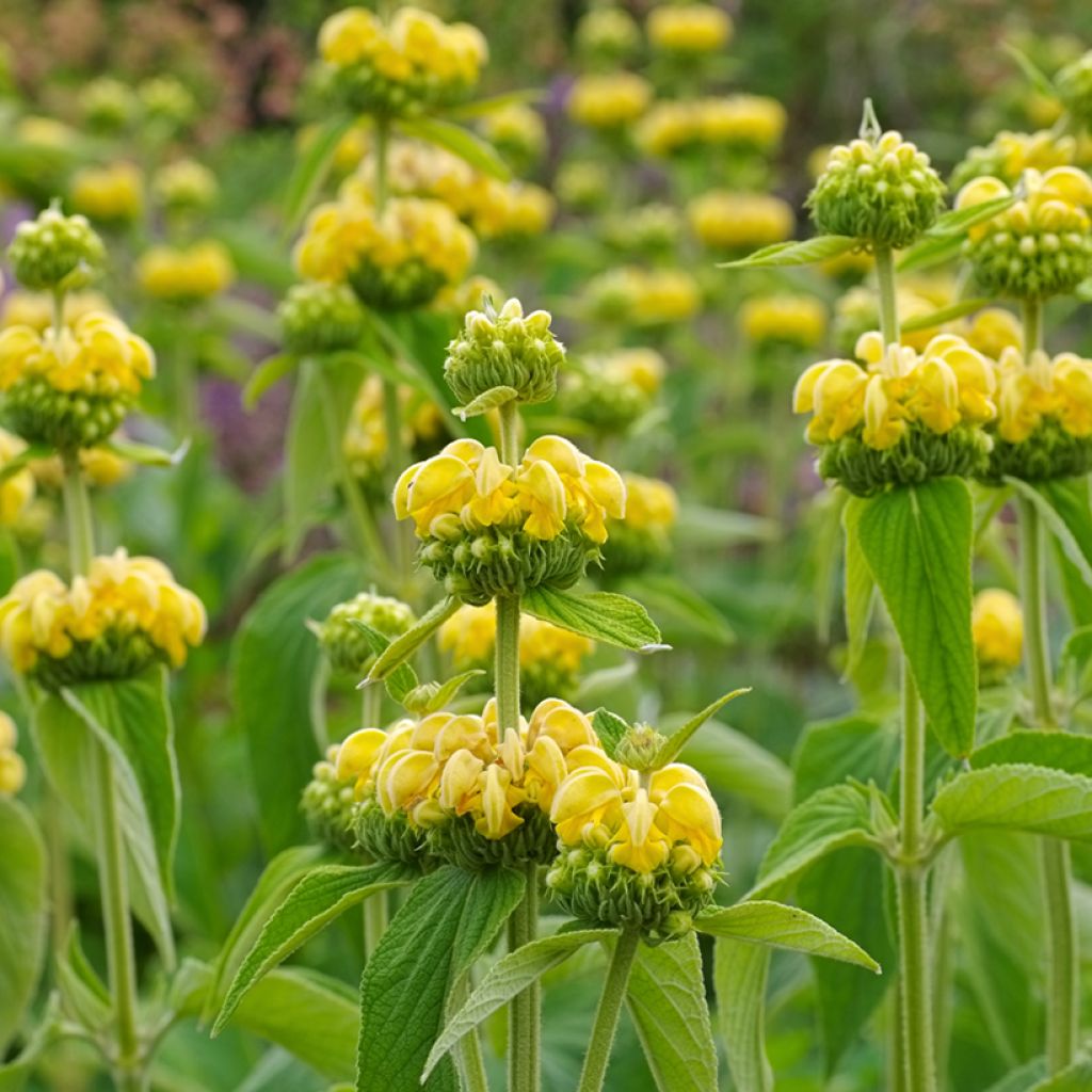 Phlomis de Russell - Phlomis russeliana