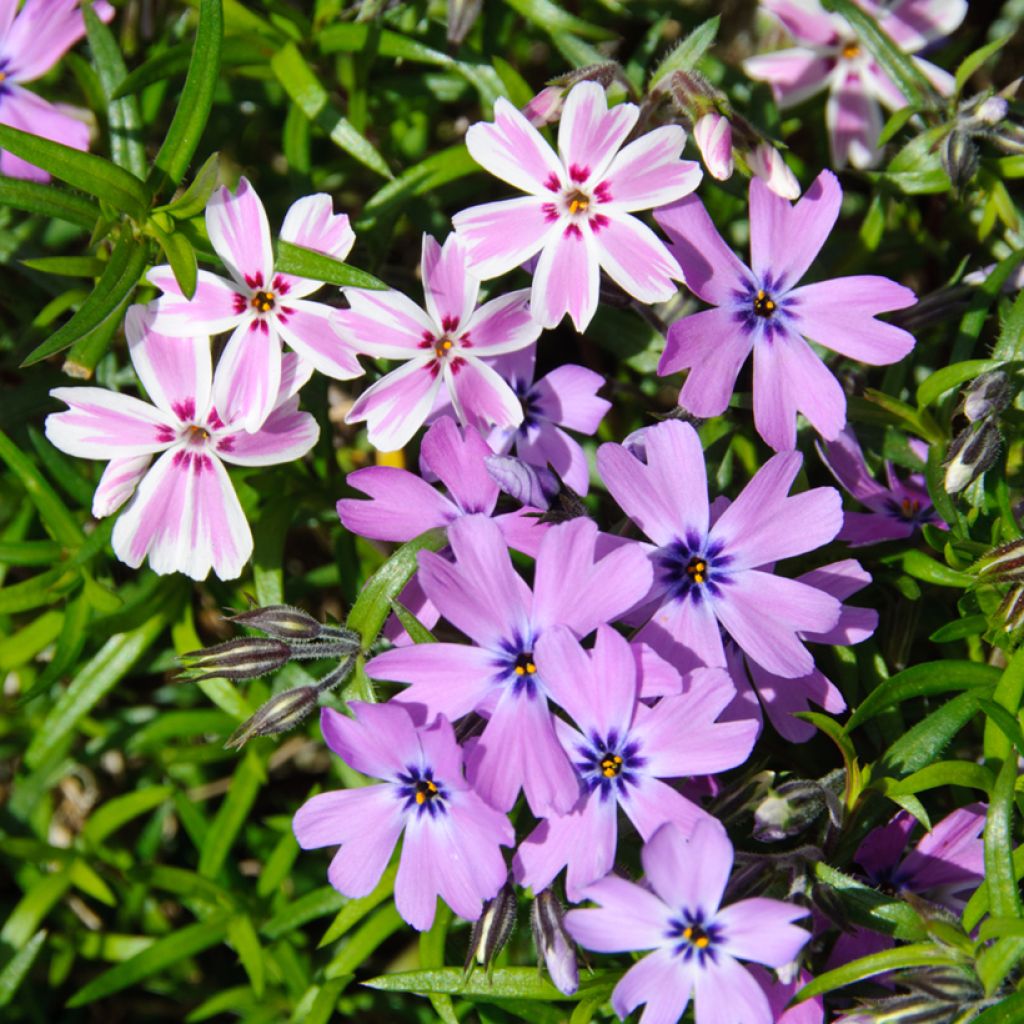 Phlox mousse Candy Stripes - Phlox subulata